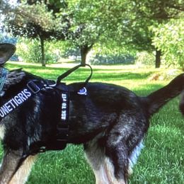 German Shepherds from Pine Creek GSD