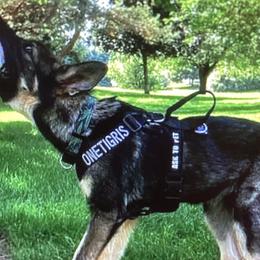 German Shepherds from Pine Creek GSD