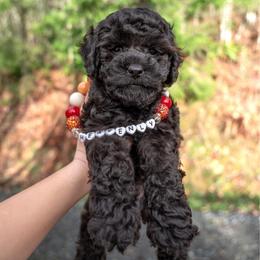 Mr.Grinch - Black male Cockapoo puppy in Deming, Washington from Heavenly Puppies to Love