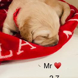 Boy 1 - Golden male Golden Retriever puppy in Carmichael, California from Sadie Lane Family Goldens