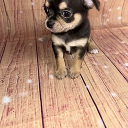 Jingle - Black and tan male Chihuahua puppy in Palmyra, Indiana from Country Star Chihuahuas