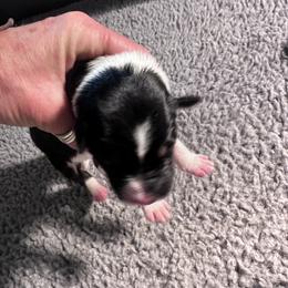 Yellow - Tri-color female Border Collie puppy in Menomonee Falls, Wisconsin from Steppinstone Dog Training and Labradors/BC’s