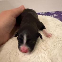 Girl 4 - Red phantom female Aussiedoodle puppy in Martin County, Florida from Biggie Ranch