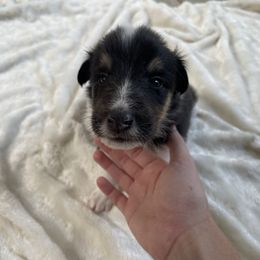 San - Black white and tan female Collie puppy in Bamberg, South Carolina from Shakhor Ohr Collies and Pomeranians