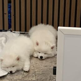American Eskimo Dog Puppies from Graces'