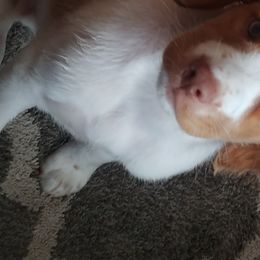 Brittany Puppies from Buster Pointe Brittanys