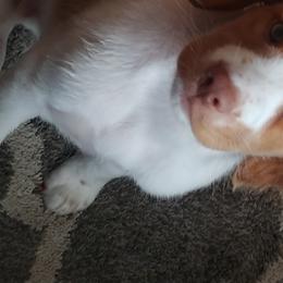 Brittany Puppies from Buster Pointe Brittanys