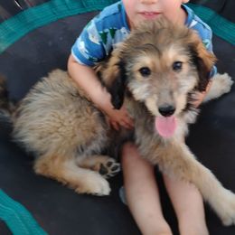 Luna - Sable female Aussiedoodle puppy in Apache Junction, Arizona from Loving Doodle