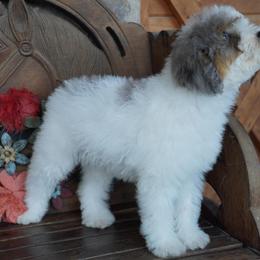 Blue Merle Parti - Blue merle female Aussiedoodle puppy in Lawton, Oklahoma from Lindsey’s Aussies