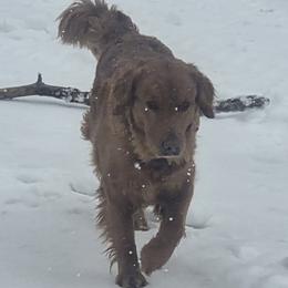 Golden Retriever puppies from Ramblin Gypsy Ranch