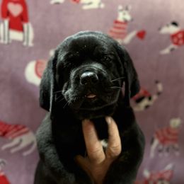 Blue Collar - Black male Cane Corso puppy in Paris, Texas from Knucklehead Cane Corso