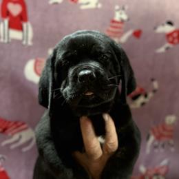 Blue Collar - Black male Cane Corso puppy in Paris, Texas from Knucklehead Cane Corso