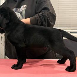 Mr green - Black male Labrador Retriever puppy in Menifee, California from The Golden Leash Kennels