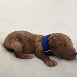 Blue collar - Red  male Goldendoodle puppy in Webster, New York from Sacred Heart Doodles