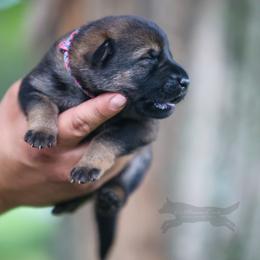 Pink collar - Sable female German Shepherd puppy in Prospect, Connecticut from Di Massimo Canile