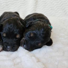 Azalea - Phantom female Bernedoodle puppy in Granton, Wisconsin from Rose River Farms