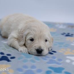 Belle - Light golden female Golden Retriever puppy in Lakewood, California from Cloud Nine Kennel