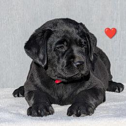 Red Collar - Black female Labrador Retriever puppy in Yucca Valley, California from Beachn Ranch