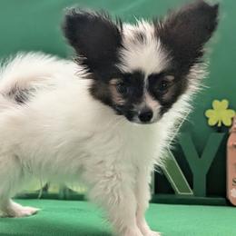 Ichi - Black red and white male Papillon puppy in Dorset, Ohio from Classy Country Papillons