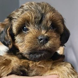"Rose 6 weeks" Yorkipoo Puppies from Gin and Stella's Adventures