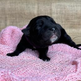 Purple Collar - Black brindle female Cane Corso puppy in Beech Island, South Carolina from Relic Cane Corso