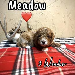 Meadow - Red  female Goldendoodle puppy in Runaway Bay, Texas from Green Ranch Doodles