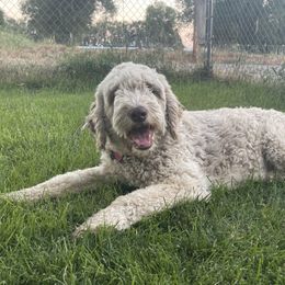 Lady - Sheepadoodle