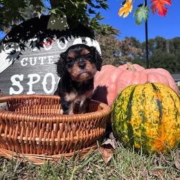 Van - Black and tan male Cavalier King Charles Spaniel puppy in Watkinsville, Georgia from Cavaliers of Windsor