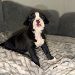 Boy 3 - Brindle male Boxer puppy in Prestonsburg, Kentucky from Bre’s Boxers