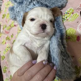 Green Girl - Blenheim female Cavalier King Charles Spaniel puppy in Smiths, Alabama from K&K Kennels