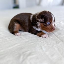 Woody - Red merle male Miniature Australian Shepherd puppy in Pollok, Texas from Pineywoods Pups