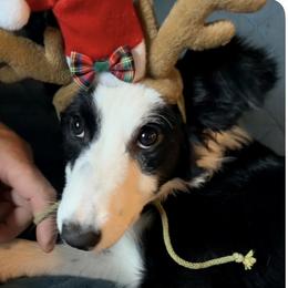 Border Collie Puppies from Cahill’s Canines