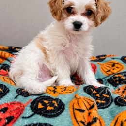 Light Blue - Oakley - male Cavapoochon puppy in Kountze, Texas from CaviCajun Kennels