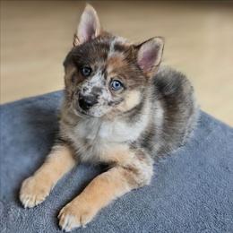 Katniss - Merle female Pomsky puppy in Omaha, Nebraska from Wolfpack Pomskies