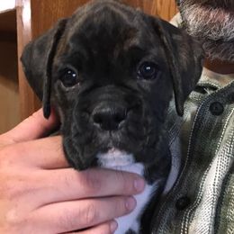 Boxer Puppies from Quinney’s Boxers