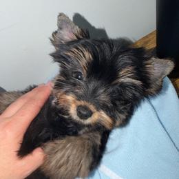 King honey - Black and tan male Yorkshire Terrier puppy in Fort Myers, Florida from Katherine’s Yorkies and Poodles