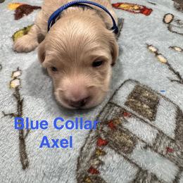 Axel Blue Collar - Cream male Dachshund puppy in Dike, Texas from Texas Blessed Dachshunds