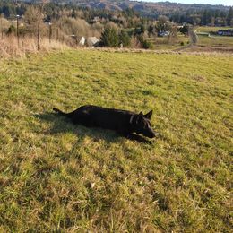 German Shepherd Puppies from Rose Valley German Shepherds