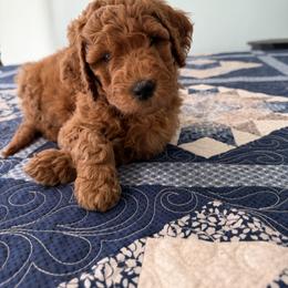 Miss Sadie - Red  female Poodle puppy in Fairfield, North Carolina from Leaning T Ranch