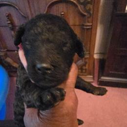 Blue - Black male Poodle puppy in Browns Summit, North Carolina from Nailah's Beauties: Standard Poodles
