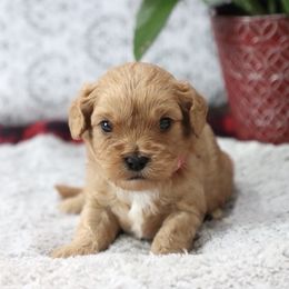 Hope - Red female Cavapoo puppy in Green Forest, Arkansas from Horseshoe Drive Kennel