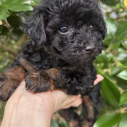 Girl 1 - Phantom female Poodle puppy in Orlando, Florida from Denise’s Puppies