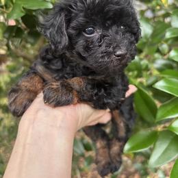 Girl 1 - Phantom female Poodle puppy in Orlando, Florida from Denise’s Puppies