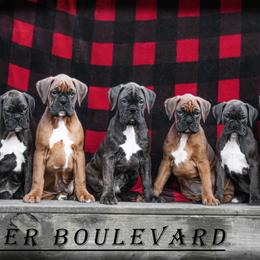 Boxer Puppies from Boxer Boulevard