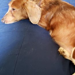 Dachshunds from Coat of Many Colors