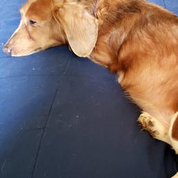 Dachshunds from Coat of Many Colors
