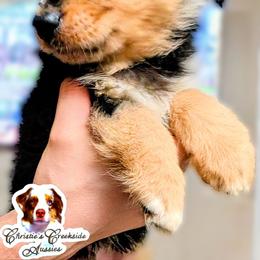 Hudson - Blue merle male Miniature Australian Shepherd puppy in Punta Gorda, Florida from Christie's Creekside Aussies