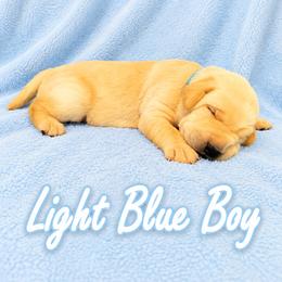 Light Blue Collar Boy - Yellow male Labrador Retriever puppy in Las Vegas, Nevada from Lucky Labrador Retrievers