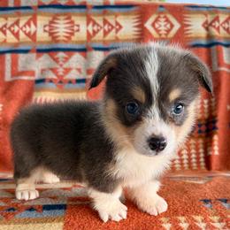 Levi EARS ARE COMING UP - Blue male Pembroke Welsh Corgi puppy in Okeechobee, Florida from HotShot Kennels
