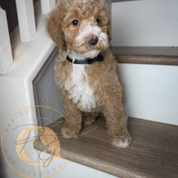 Wadsworth (black collar) - Apricot male Goldendoodle puppy in Murrieta, California from Apricot Poodles & Goldendoodles, LLC